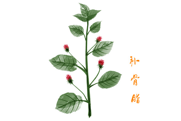 补骨脂功效与作用