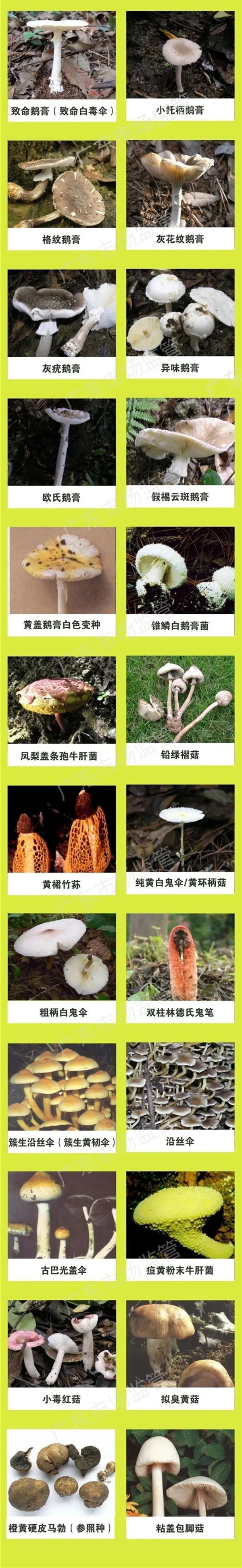 野生菌中毒高发期到了！这些野生蘑菇，千万不要采、买，更不能吃！