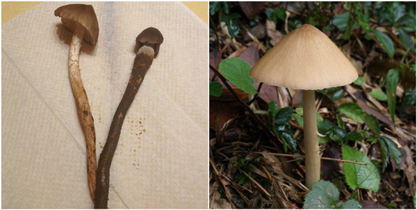 野生菌中毒高发期到了！这些野生蘑菇，千万不要采、买，更不能吃！