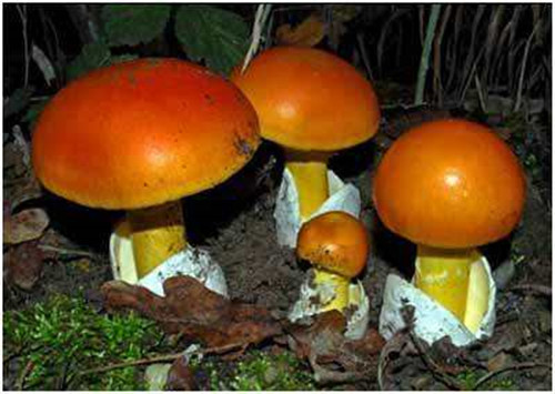 野生菌中毒高发期到了！这些野生蘑菇，千万不要采、买，更不能吃！