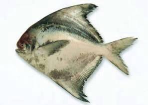 这44种名贵海鲜鱼类，见过5种的算广博，吃过10种的是美食家