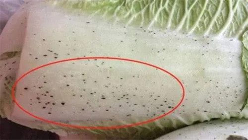 白菜上的黑点到底是什么？