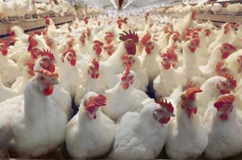 鸡肉价格接连暴跌！吃鸡虽香，但鸡屁股、鸡杂到底能不能放心吃？