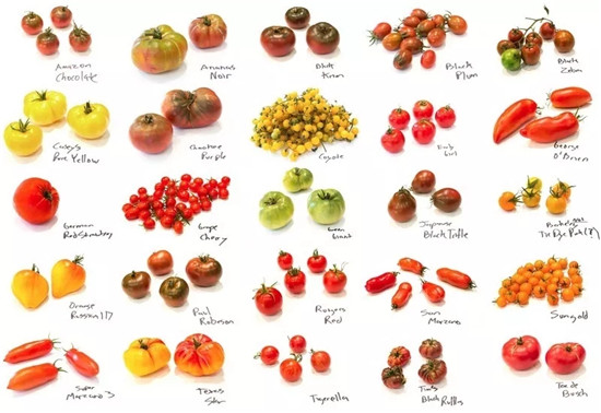 10种不同品种番茄，至少有七种你没见过！
