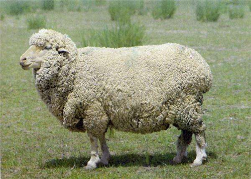 蒙古国送的3万只羊有了新消息！这几道菜，特别适合湖北人的口味