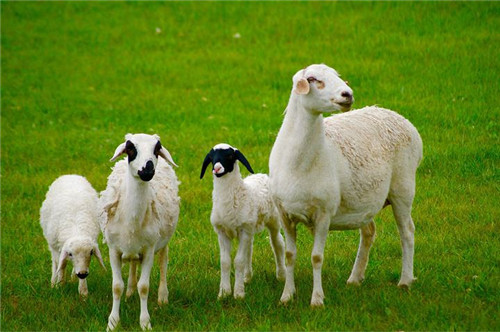 蒙古国送的3万只羊有了新消息！这几道菜，特别适合湖北人的口味
