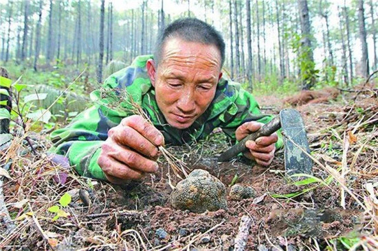 西方人所追捧的松露，真有那么矜贵么？