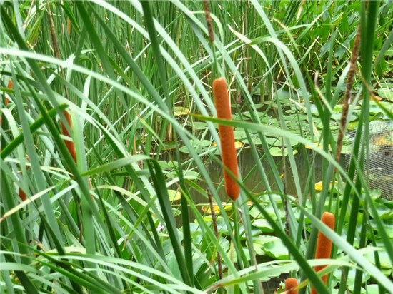 春季著名野菜大全，你都吃过多少种？