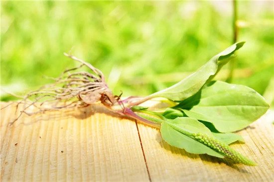 春季著名野菜大全，你都吃过多少种？