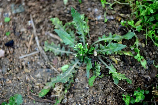 春季著名野菜大全，你都吃过多少种？