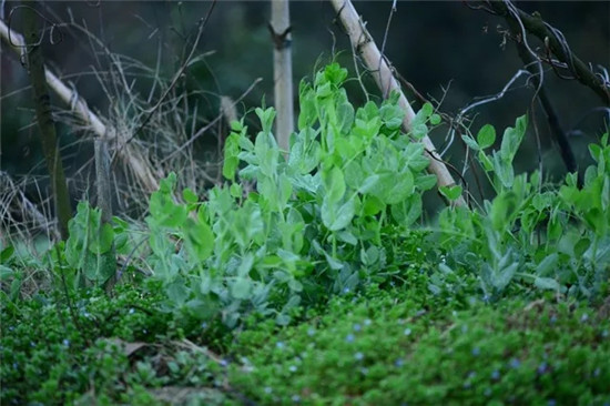 春季著名野菜大全，你都吃过多少种？