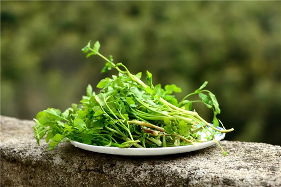 春季著名野菜大全，你都吃过多少种？