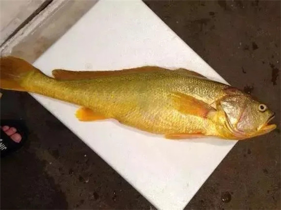 这几种鱼都很像大黄鱼，到底哪一种才是大黄鱼？
