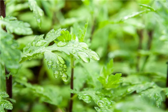 春季著名野菜大全，你都吃过多少种？