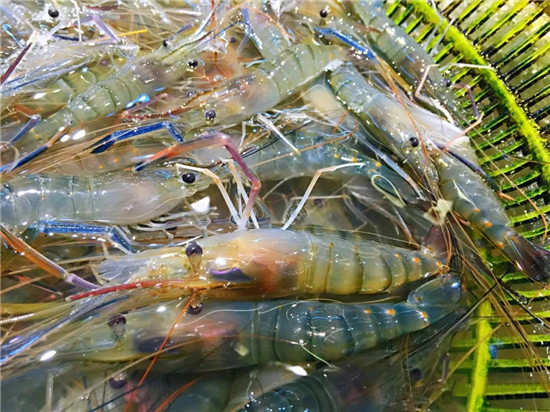 150余种沿海地区河海鲜，做厨师的一定要认识（下）