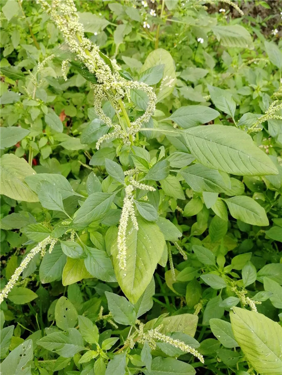 春季著名野菜大全，你都吃过多少种？