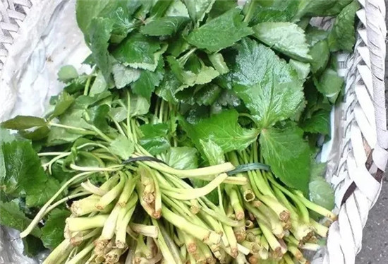 春季著名野菜大全，你都吃过多少种？