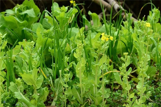 春季著名野菜大全，你都吃过多少种？