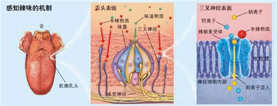 龙息辣椒有多恐怖？一颗能辣到休克，厨师都不敢用手摸！