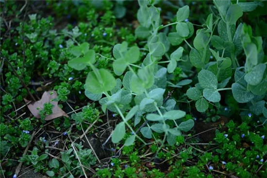 春季著名野菜大全，你都吃过多少种？