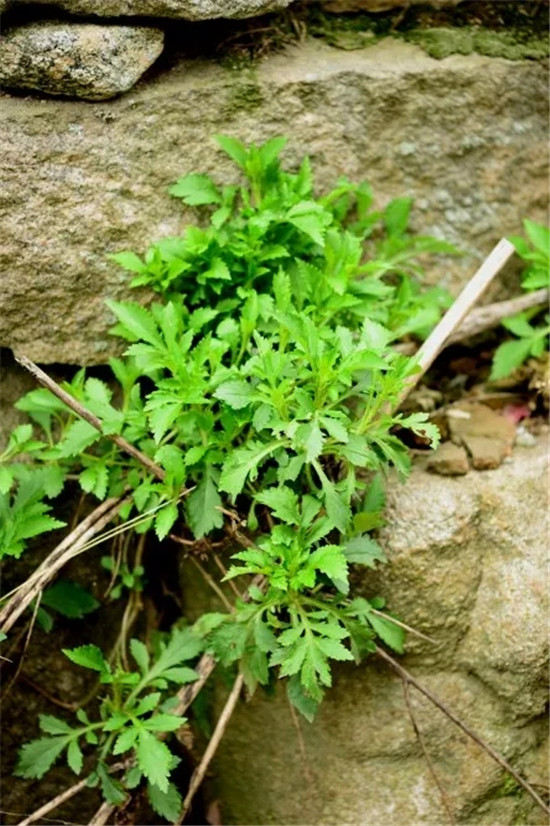 春季著名野菜大全，你都吃过多少种？