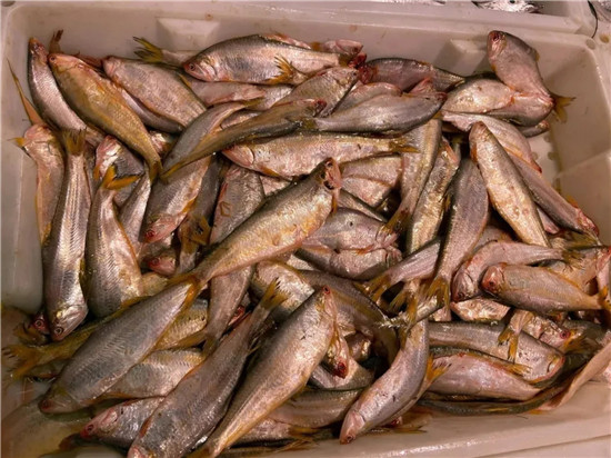 150余种沿海地区河海鲜，做厨师的一定要认识（下）