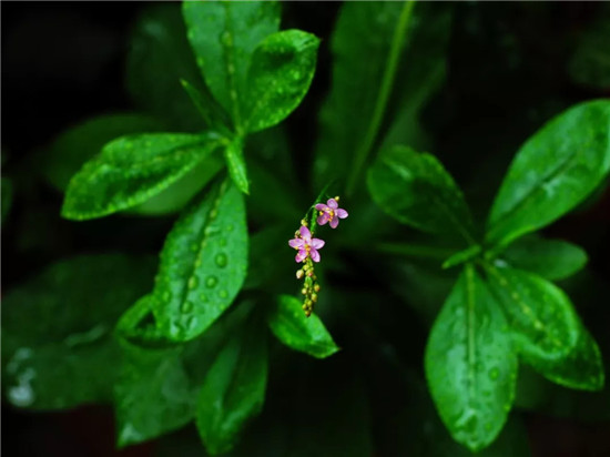 春季著名野菜大全，你都吃过多少种？