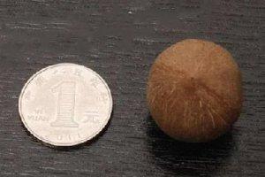 只有硬币那么大，这种椰子也太小了吧？
