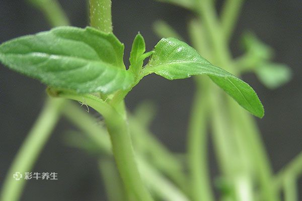 荆芥的功效与作用禁忌 荆芥的药用价值及注意事项