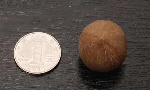 只有硬币那么大，这种椰子也太小了吧？