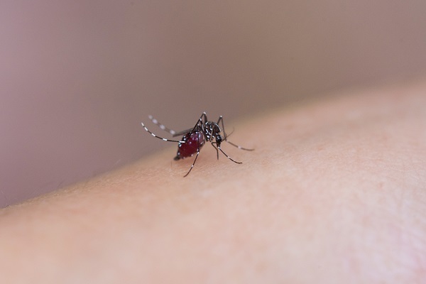 摄图网_501387268_正在吸血的蚊子（企业商用）.jpg