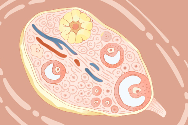 吃什么有助于卵巢