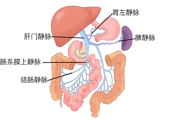 陈皮蜂蜜水的功效与作用及禁忌 陈皮蜂蜜水能解酒吗