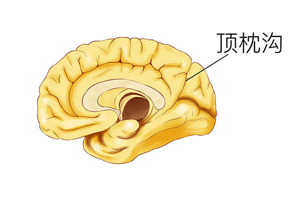 鸡血藤的功效与作用 鸡血藤的禁忌